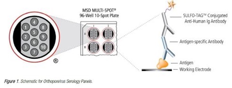 Orthopoxvirus Panel 1 (IgG) Kit 